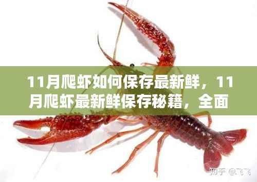 揭秘11月爬虾最新鲜保存秘籍，全面测评与深度解析