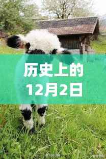 历史上的12月2日，小羊最新视频揭示成长的力量与自信的辉煌启示